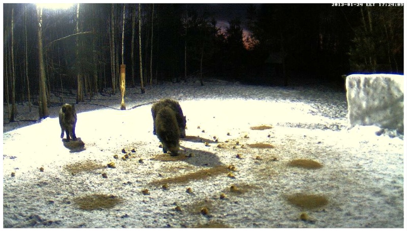 Boars cam, winter 2012 - 2013 - Page 11 2013-046