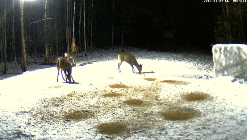 Boars cam, winter 2012 - 2013 - Page 11 2013-049