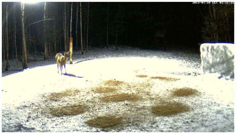 Boars cam, winter 2012 - 2013 - Page 11 2013-050