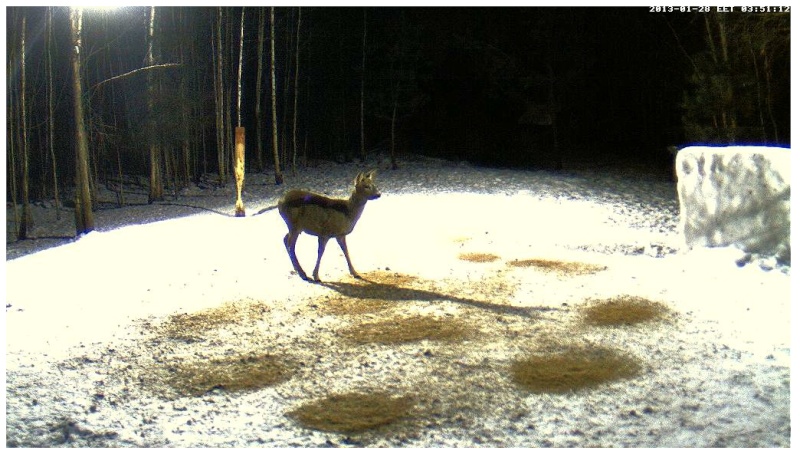 Boars cam, winter 2012 - 2013 - Page 12 2013-052