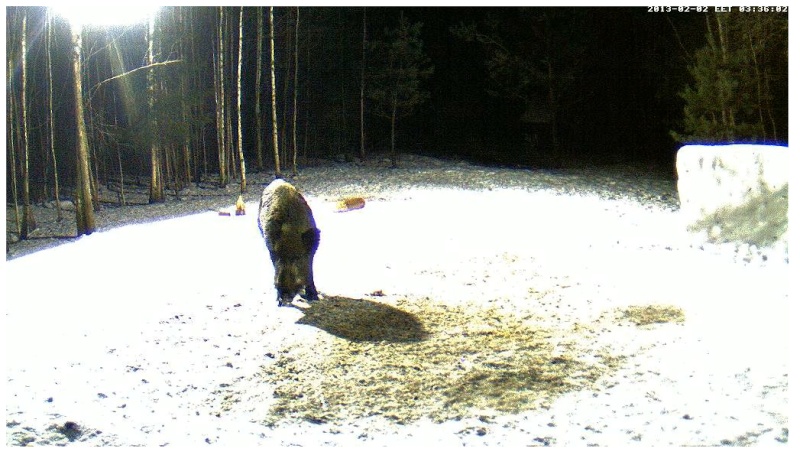 Boars cam, winter 2012 - 2013 - Page 14 2013-069