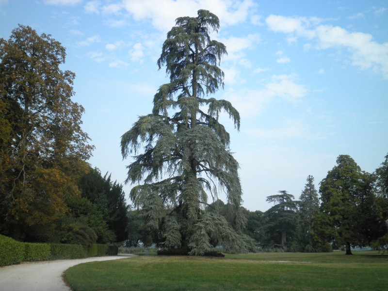 Chateau de Chaumont et son parc. P9050512