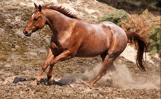 Quater Horse  | ♀ | Miss CupCake Sans_t45