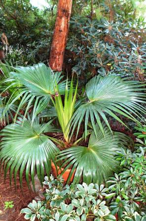 Livistona chinensis  - une beauté tropicale pour nos jardins Copie_17