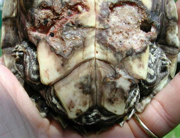 Les maladies principales chez les tortues Patho_18