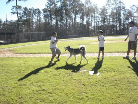 Husky top off lead