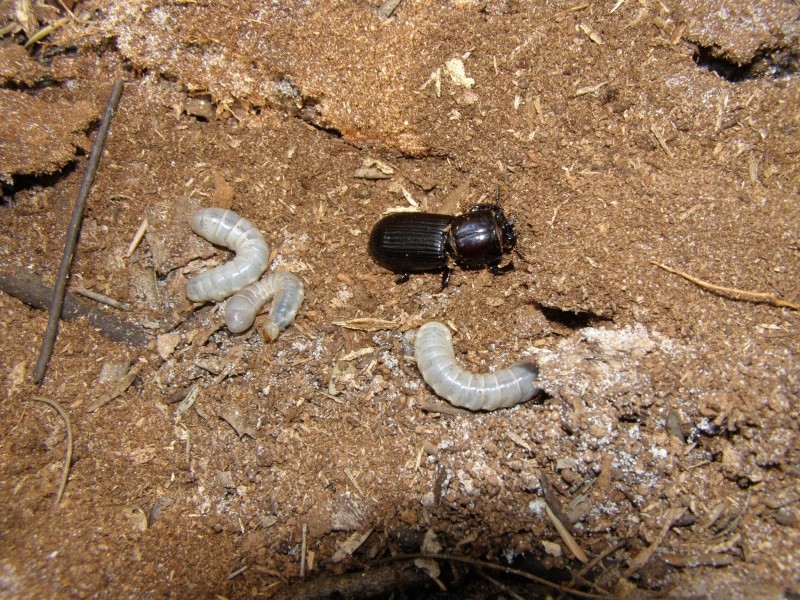 [Passalidae] Un passalidae d'Australie  P9260018
