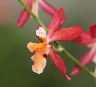 Orchidée - Cambria (mon cadeau de noel) Img_9414