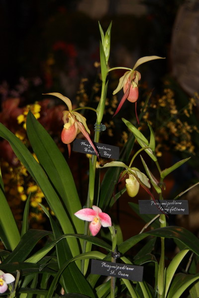 Expo orchidées à Paris  Img_9522