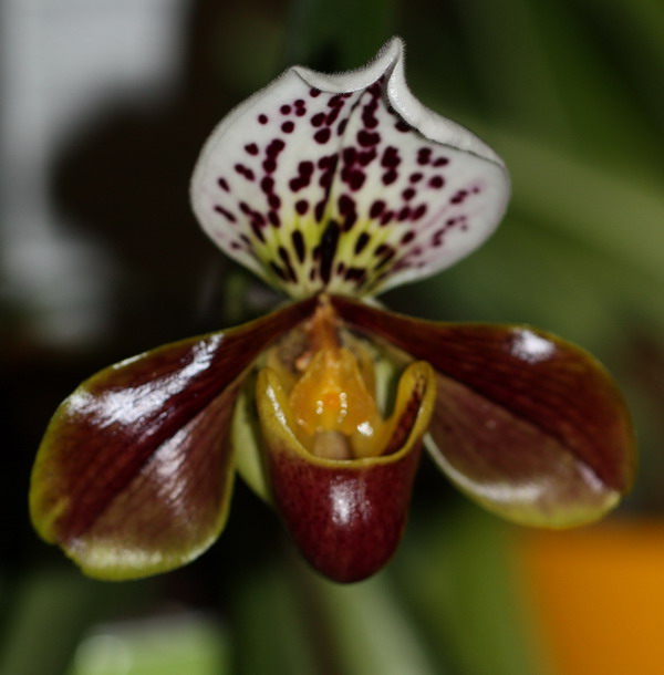 Orchidée Paphiopedilum ou sabot de venus Img_9529