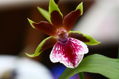 Orchidée - zygopetalum Zygo10