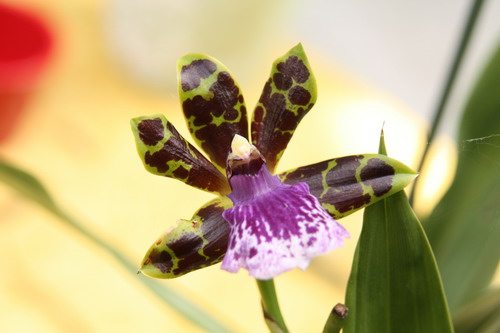 Orchidée - zygopetalum Zygo210