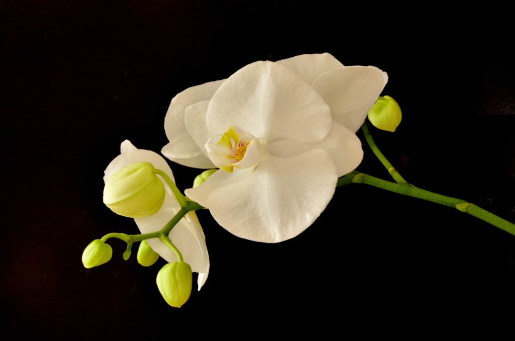 Orchidée blanche Orchid10