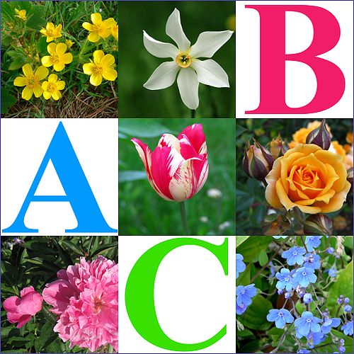 Alphabet des fleurs!fleur!!! 500px-10