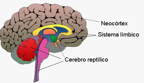 Reptilianos en Holanda 11019710