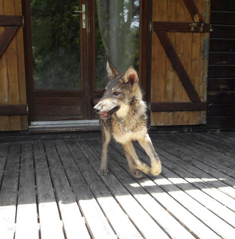 Ash Le Chien Loup