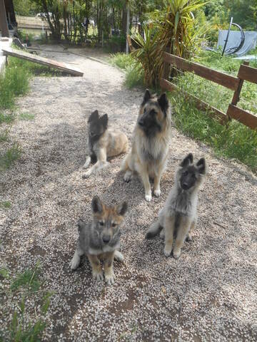 Ash Le Chien Loup