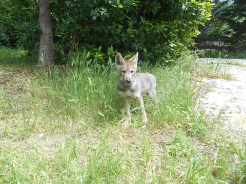 Ash Le Chien Loup