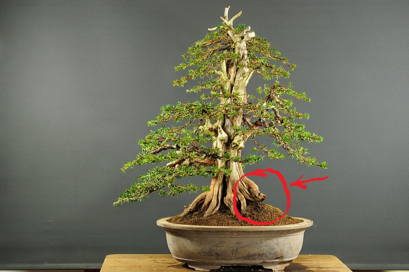 Taxus cuspidata - new styling - Page 2 Z1010