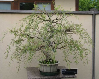 saule bonsai Saule_10