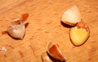 Ginkgo biloba Biloba10