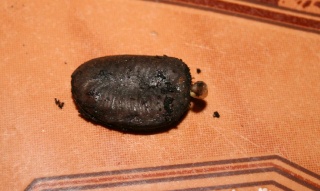 Qui veut cultiver paw paw / Asimina triloba (asiminier)? - Page 2 Germin12