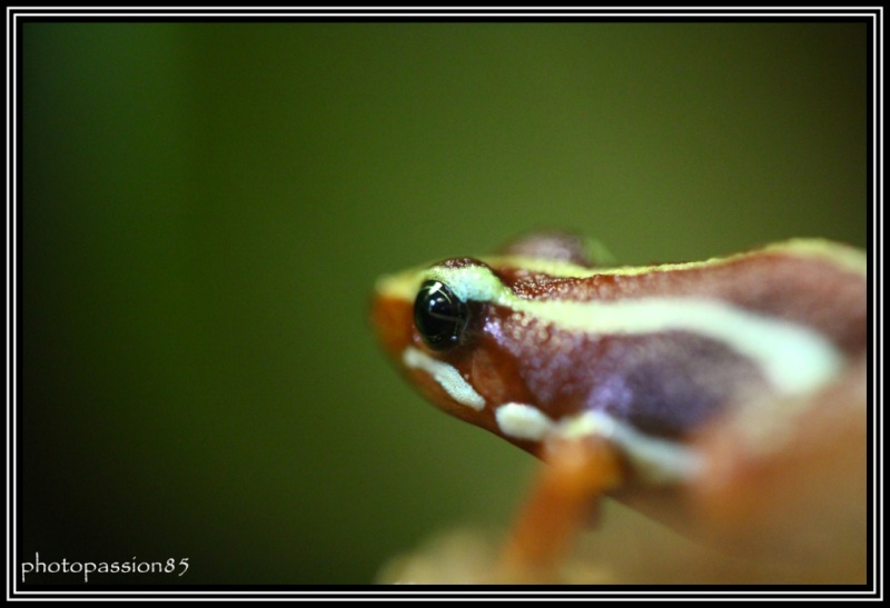 grenouilles tricolores 06010