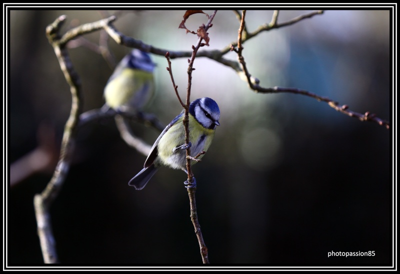 Les passereaux de mon jardin 31911