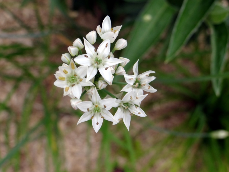 Inconnu(Ail peut-être) : Allium neapolitanum ou Ail de Naples. Dsc01010