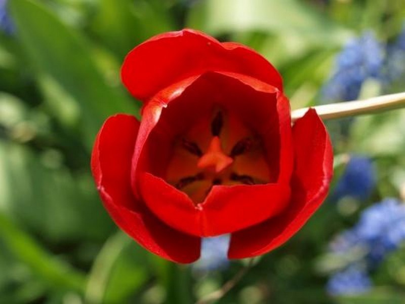 coeur de tulipe Resize13