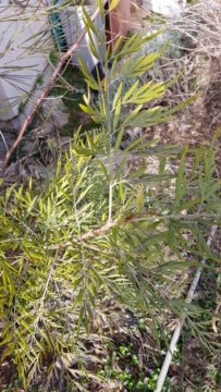 Grevillea johnsonii greffé sur Grevillea robusta [identification] 20210211