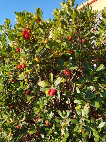 L arbousier----Arbutus unedo 20211214