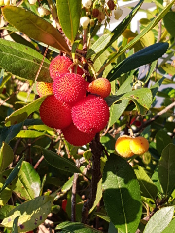 Jardin de Zina au Nord de Montpellier 20211215