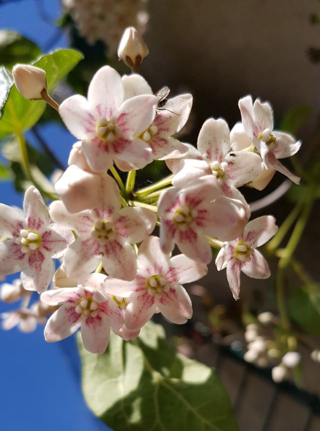 Mai tout en fleurs  Wattak10