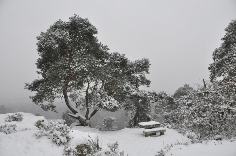 trop beau dans la neige à Fontainebleau le 20 et 21/01/2013 77485110