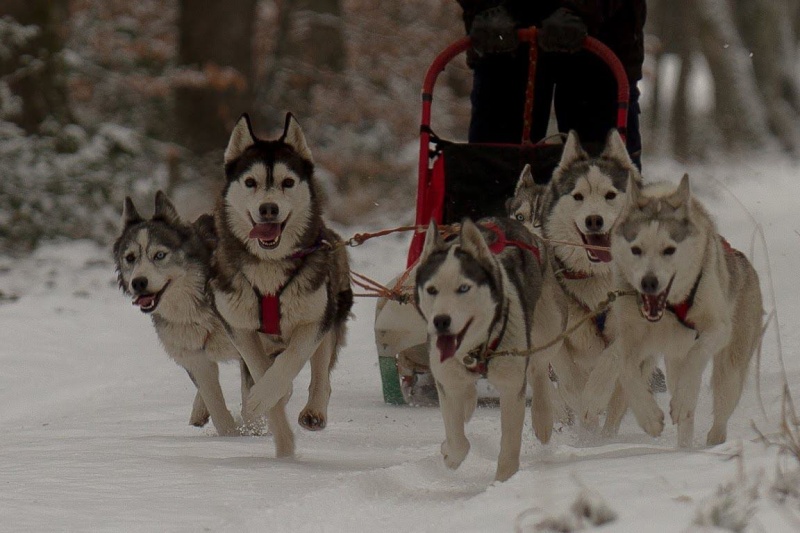 trop beau dans la neige à Fontainebleau le 20 et 21/01/2013 77528411