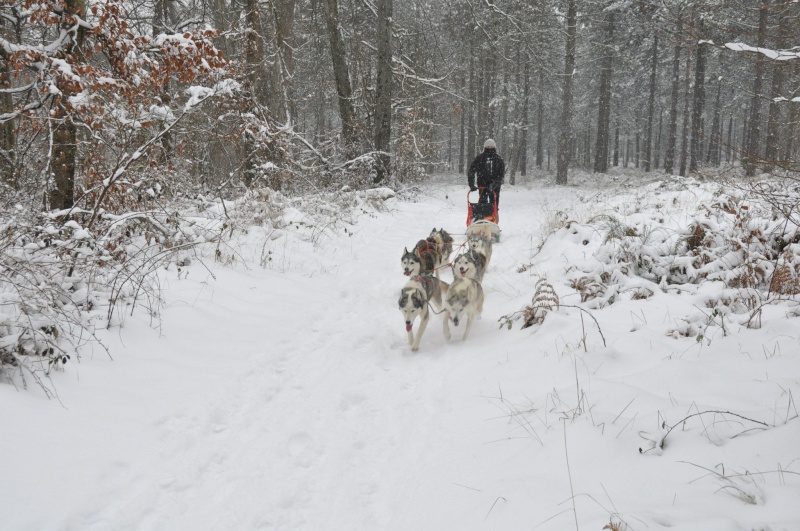 trop beau dans la neige à Fontainebleau le 20 et 21/01/2013 77528710