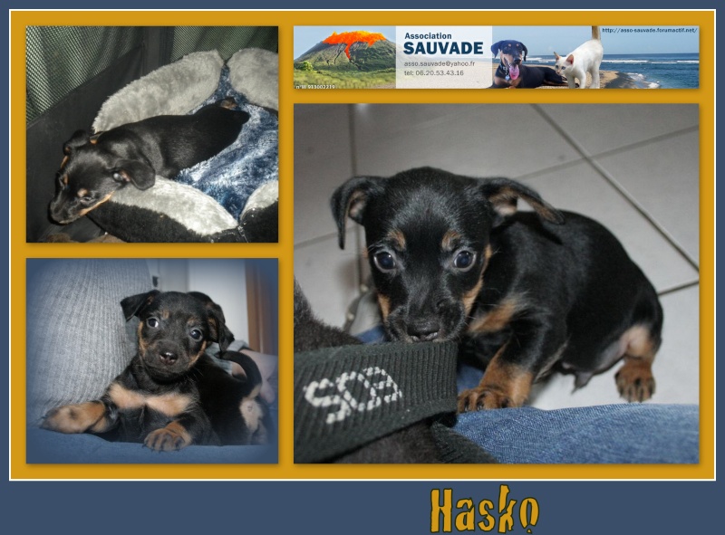 HASKO Hasko210