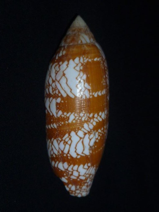 Conus (Darioconus) auratinus da Motta, 1982 Aurati11