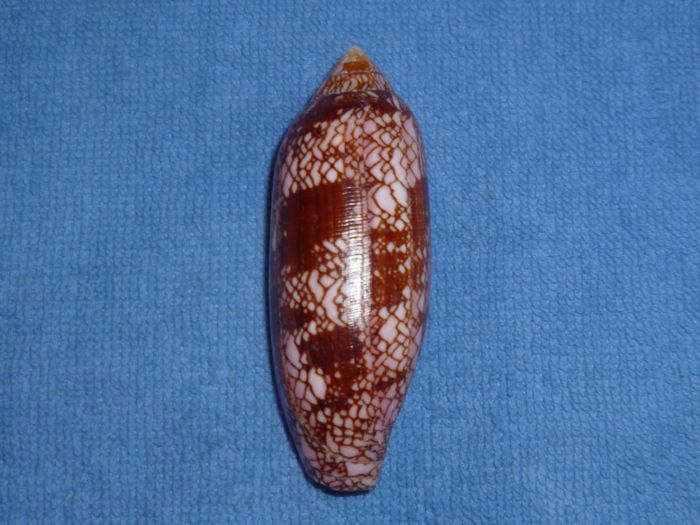 Conus (Darioconus) auratinus da Motta, 1982 Aurati13