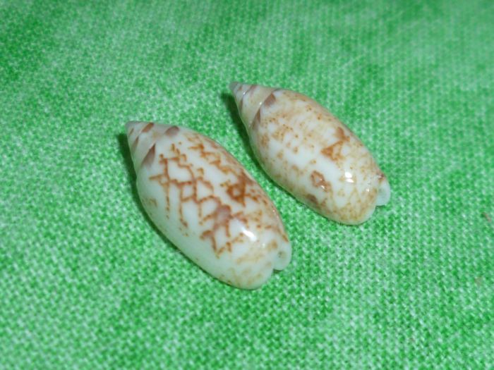 Acutoliva panniculata panniculata (Duclos, 1835) - Worms = Oliva (Acutoliva) panniculata Duclos, 1835 P1060811