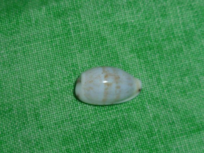 Purpuradusta fimbriata fimbriata (Gmelin, 1791) P1070130
