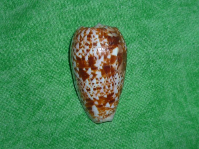 Conus (Textilia) bullatus   Linnaeus, 1758 P1070256