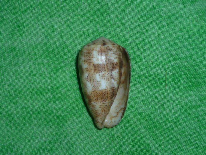 Conus (Puncticulis) arenatus  Hwass in Bruguière, 1792 P1070266