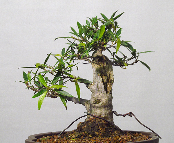 Willow Leaf Ficus #1 Willow11