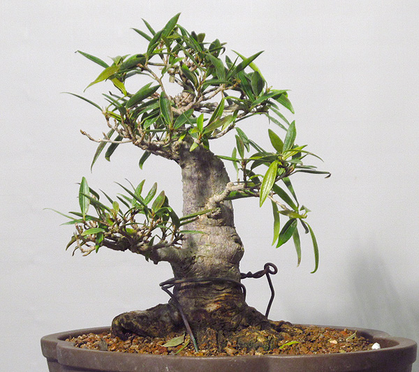 Willow Leaf Ficus #1 Willow13