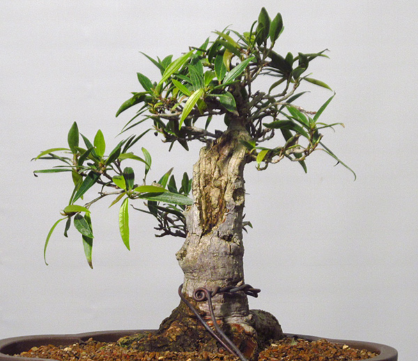 Willow Leaf Ficus #1 Willow15