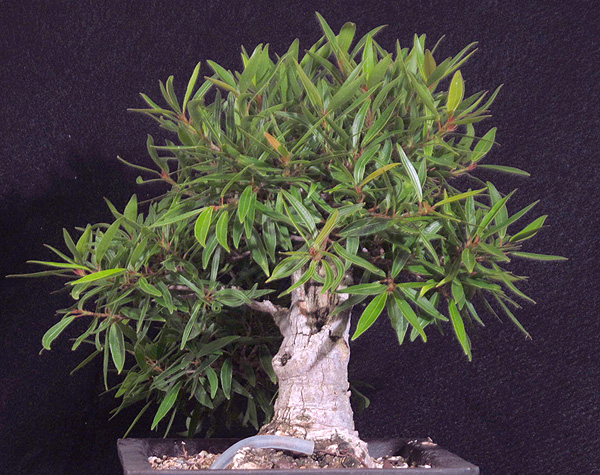 Willow Leaf Ficus #1 Willow16