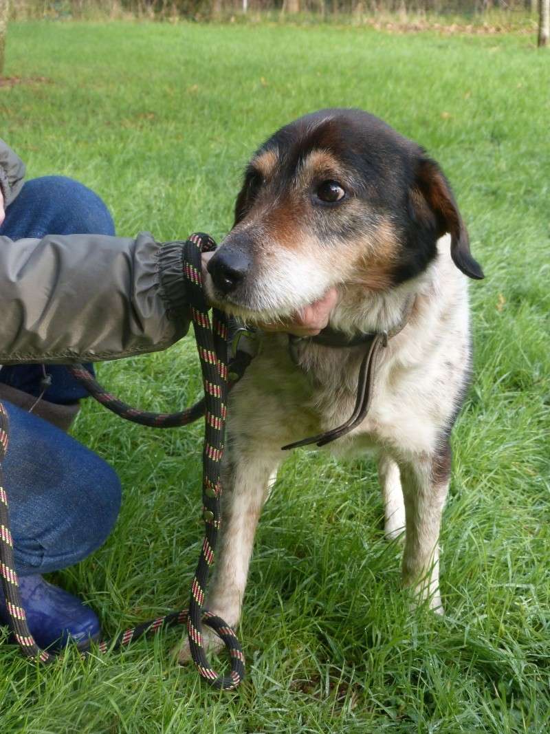 URGENCE en fourrière PATCHI croisé griffon  8-10 ans   Ga_28_16