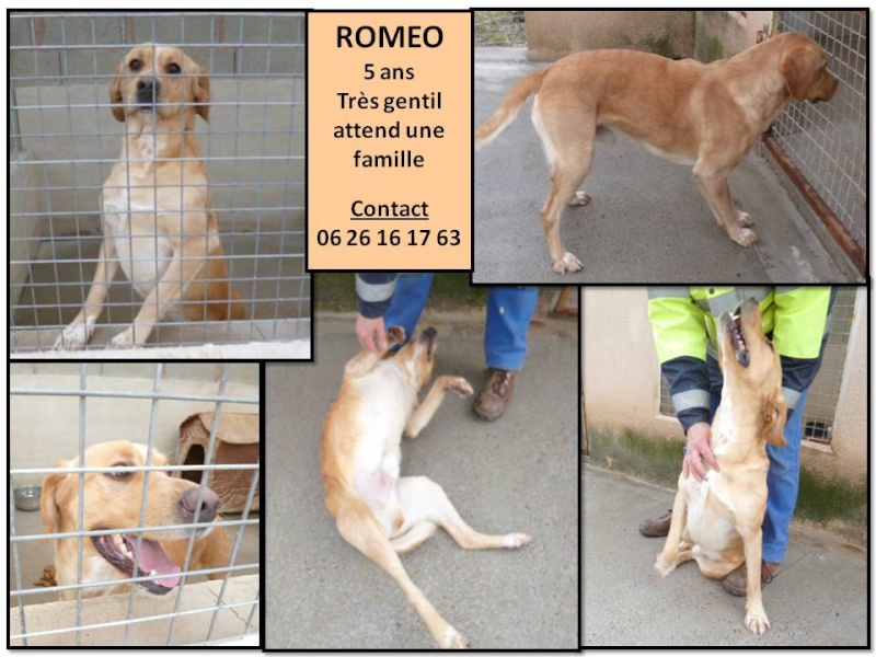 ROMEO croisé labrador en fourrière (50) Romeo_11
